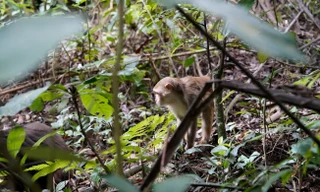 Hành trình kiểm lâm vào rừng đặt bẫy ảnh ở Khu Bảo tồn thiên nhiên Pù Huống