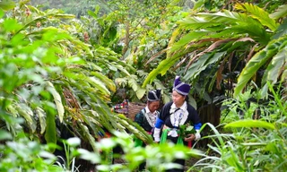 Người 'đi đầu dẫn lối' đưa củ gừng của bà con dân bản ra thế giới