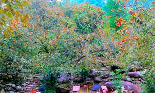 Cực phẩm ‘lên sóng’ ở vườn hồng cổ chín mọng 