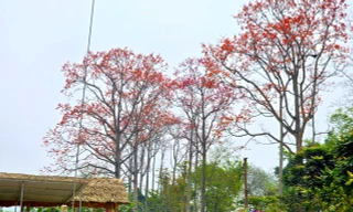 Đẹp nao lòng những cây hoa gạo cổ thụ bung nở giữa núi rừng xứ Nghệ