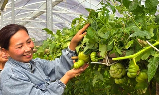 Người phụ nữ dân tộc Thái 'bỏ túi' nửa tỷ mỗi năm nhờ rau sạch