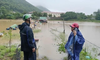 Sét đánh chết 4 con trâu trên đồng