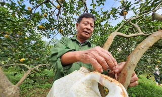 Người nông dân chế loại nước đuổi côn trùng cho vườn cam tiền tỷ
