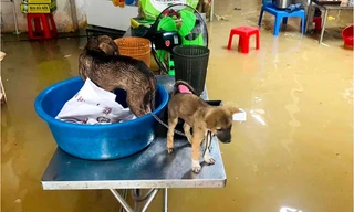 Mưa lớn, nước dâng ngập đường khiến hàng trăm hộ dân bị chia cắt