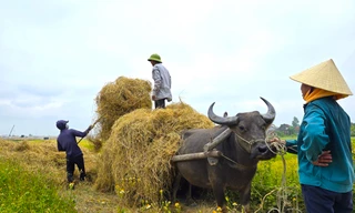 Kiếm hàng trăm triệu từ thu gom rơm trên đồng
