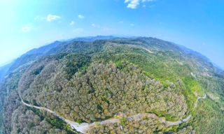 Loài cây chỉ trồng 1 lần, không cần chăm sóc, thu hoạch quanh năm