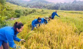 Thanh niên cùng chiến sĩ công an gặt lúa chạy bão giúp người dân