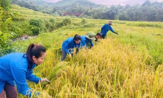 Thanh niên cùng chiến sĩ công an gặt lúa chạy bão giúp người dân