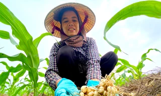 Hành tăm rớt giá từng ngày, người dân ở vựa hành lớn nhất tỉnh lo thất thu