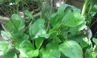 Mã đề chữa tăng huyết áp, viêm cầu thận