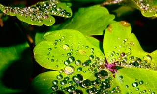 Tinh khôi như sương buổi sớm