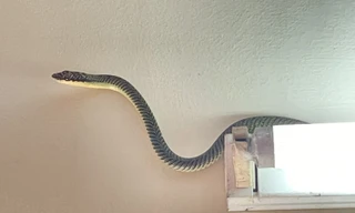 Rắn, côn trùng lạ vào nhà sau mưa lũ, phải xử lý thế nào?