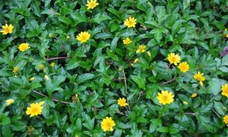 Ngứa khi mang thai có phải là bệnh lý?