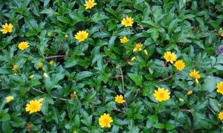 Ngứa khi mang thai có phải là bệnh lý?