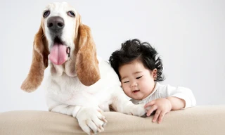 Nhiễm giun từ các ‘boss’ chó, mèo