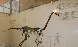 Lần đầu phát hiện dấu tích khủng long có lông vũ tại Bắc Mỹ