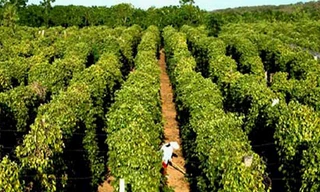 Bất chấp khuyến cáo, nông dân vẫn ồ ạt trồng tiêu