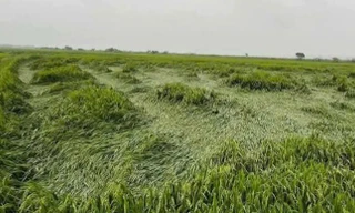 Không khí lạnh, mưa lớn tại Huế gây thiệt hại nặng cho sản xuất nông nghiệp