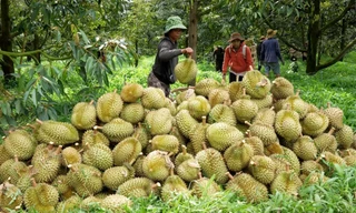 Vấn đề phân bón DAP Hàn Quốc được cảnh báo vượt dư lượng Cadimi từ 2023 nhưng Cục BVTV kiểm tra, không công bố kết quả