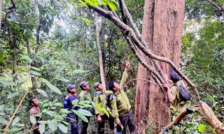 Xuyên đêm canh giữ hơn 2.000 cây giáng hương quý hiếm dịp Tết
