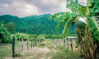 Thực hư vùng nguyên liệu kẹo Kera của Quang Linh Vlogs và Hằng Du Mục ở Đắk Lắk