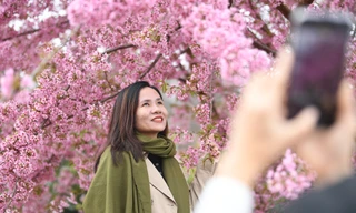 Giới trẻ nô nức 'check in' cùng sắc hồng mai anh đào tại Mộc Châu