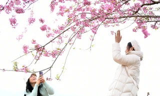 Sắc hồng mai anh đào Mộc Châu nở rộ lần đầu tiên vào cuối năm Giáp Thìn