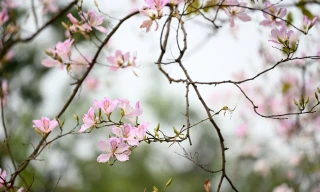 Mùa hoa ban – Một thoáng dịu dàng của Hà Nội