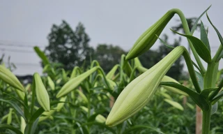 Bản giao hưởng trắng tinh khôi giữa lòng làng ven đô Hà Nội