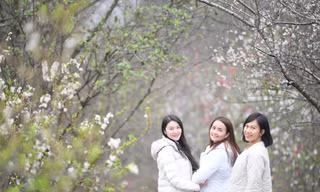 Check-in ‘thiên đường’ trắng hồng giữa núi rừng Đông Bắc