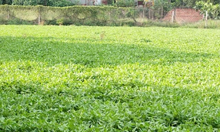 Hiện trường vụ án