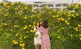 Con đường hoa hoàng yến rực rỡ một góc trời, teen Sài Gòn rủ nhau check-in đón Tết