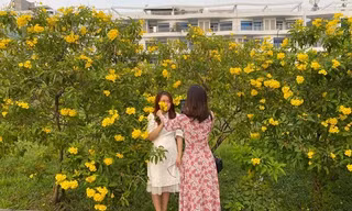 Con đường hoa hoàng yến rực rỡ một góc trời, teen Sài Gòn rủ nhau check-in đón Tết