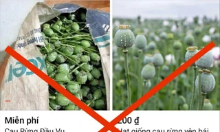 Tìm từ khóa cau rừng trên Facebook 