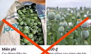 Tìm từ khóa cau rừng trên Facebook 