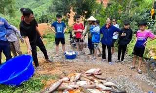 Vụ cá trong 4 ao chết hàng loạt: Đầu độc ao cá vì mâu thuẫn với hàng xóm