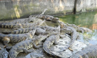Sắp xuất khẩu cá sấu Việt Nam sang Trung Quốc