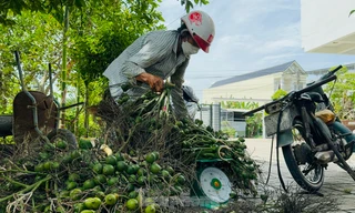 Thấy gì từ việc giá cau tăng sốc rồi ‘bốc hơi’? 