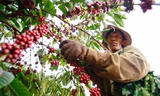Giá cà phê vượt 90.000 đồng/kg, mức cao chưa từng có