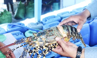 Lý do tôm hùm bông ở Khánh Hòa chết hàng loạt