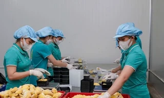 Sầu riêng đông lạnh sắp có 'visa' xuất Trung Quốc