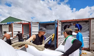 Giá gạo Việt giảm mạnh sau vụ doanh nghiệp bỏ thầu thấp xuất Indonesia