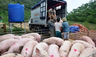 Siết chặt lợn xuất lậu qua biên giới, giá lợn hơi đột ngột giảm mạnh 