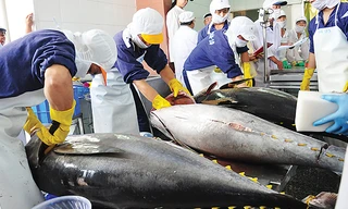 Tréo ngoe quy định tách cá nội và cá ngoại