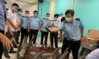 Công an vào cuộc vụ 'xách hộ' sừng tê giác, ngà voi từ Angola về Việt Nam 