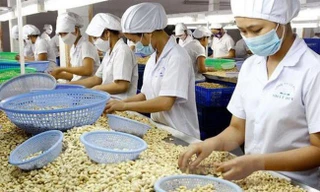 Xuất khẩu nông lâm thủy sản đầu năm đạt gần 3,5 tỷ USD 