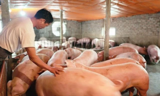 Cám cảnh hơn 2 triệu hộ chăn nuôi 'treo' chuồng trước 'bão' giá 