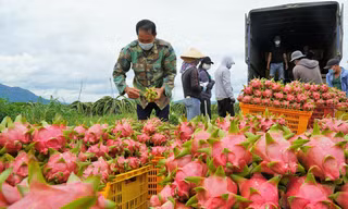 Châu Âu cảnh báo quan trọng về thanh long, đậu bắp Việt Nam