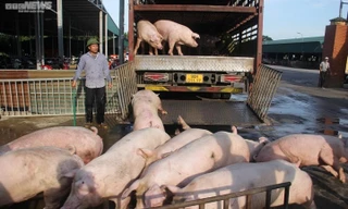 Giá lợn hơi tăng cao nhất trong 2 năm 