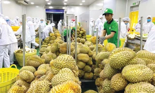 Xuất khẩu rau quả vượt 5 tỷ USD, hé lộ khách hàng 'sộp' nhất 